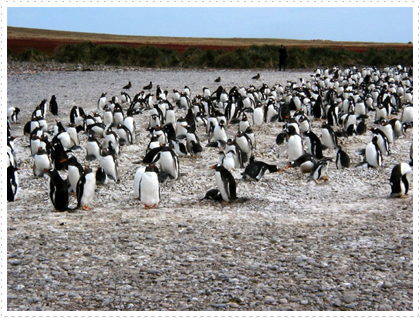 Gentoo Penguin Rookery,
adults and chicks