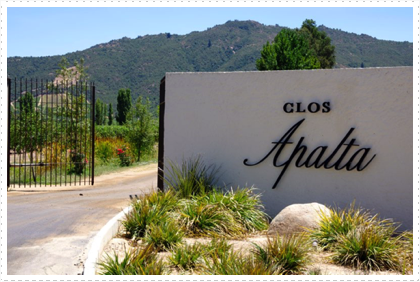 Apalta Vineyard