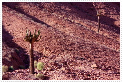 Candelabra Cactus