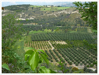 Endless olive trees, Crete