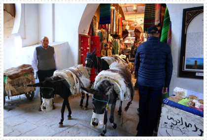 A common beast of burden in Morocco