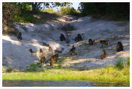 Baboon colony