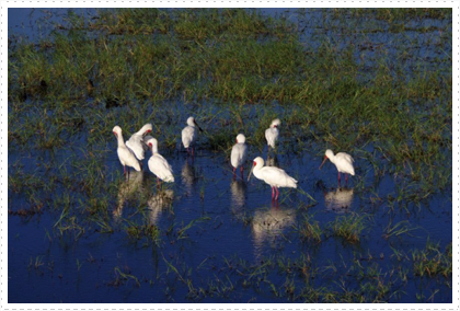 African Spoonbills in the Delta