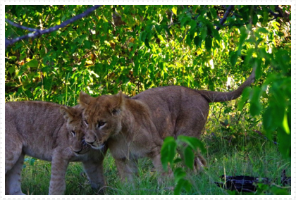 Lion cubs