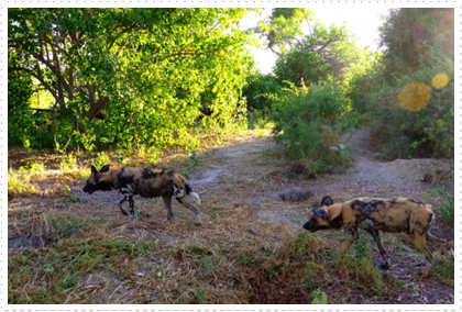 African Painted Dogs