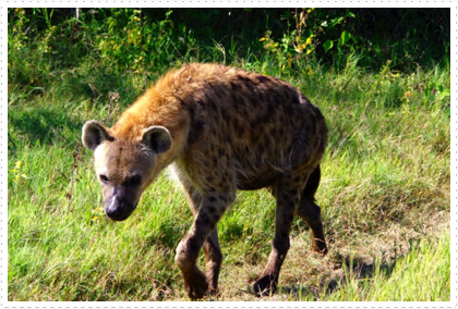 Spotted Hyena
